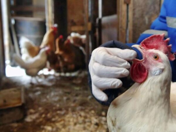 Вспышка птичьего гриппа зафиксирована на птицефабрике в Воронеже