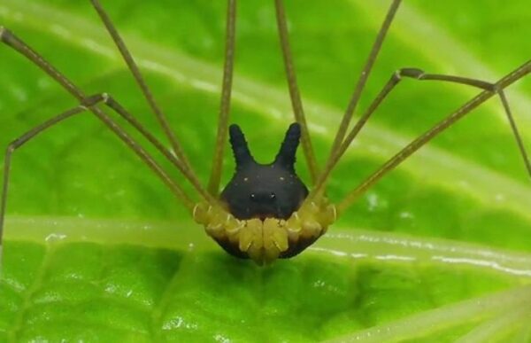 Жуткий паук со светящимися желтыми глазами перепугал пользователей Сети
