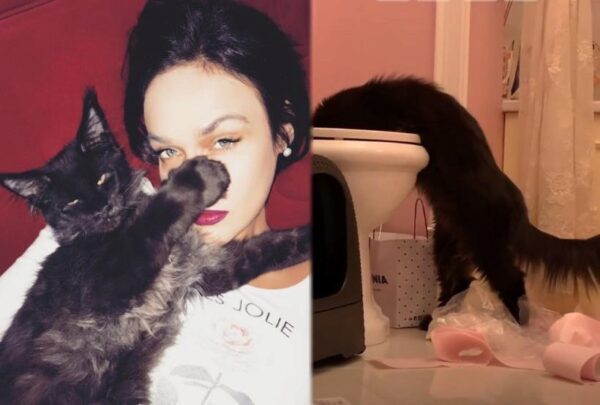 Алена Водонаева показала в Instagram, что ее породистый кот постоянно пьет из унитаза