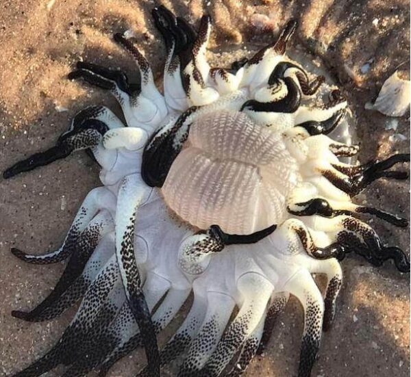 Граждан Австралии испугало таинственное морское существо со множеством щупалец