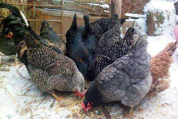 Кормление кур-несушек зимой - как кормить кур, чтобы они несли яйца в зимнее время