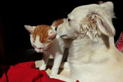 Кошки и собаки защитят людей от аллергии