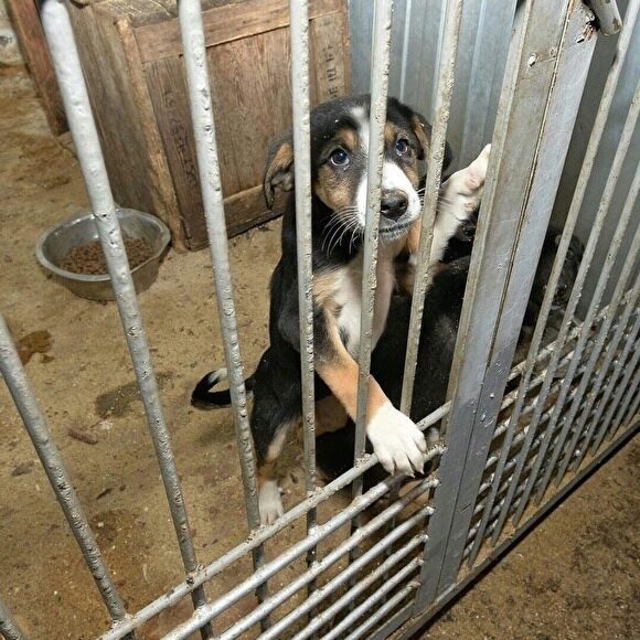 МУП «ГорЭкоЦентр» остановил отлов бездомных животных в Челябинске