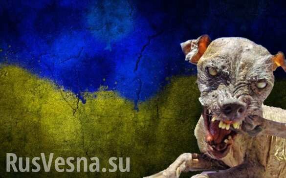 На Днепропетровщине «уставший» гражданин зубами порвал флаг Украины (ФОТО, ВИДЕО)