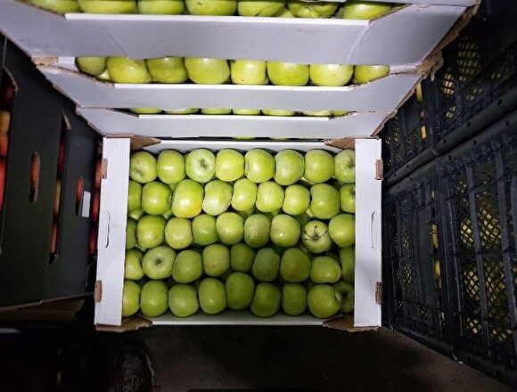 На мусорном полигоне в Свердловской области уничтожили почти 2 тонны яблок