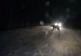 На Урале бурый медведь напал на мужчину в черте города и убил его