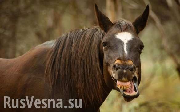 «Попал под лошадь...» — на Украине произошли два необычных ДТП (ФОТО 18+)