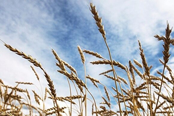 Правительство поручит регионам запасать зерно, чтобы сдержать цены на хлеб