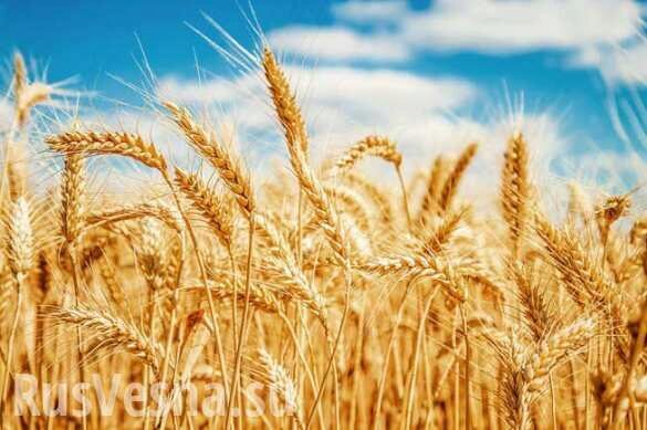 Россия нарастила экспорт пшеницы в 1,5 раза
