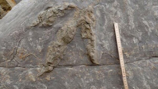 Следы динозавров найдены на горе в Англии