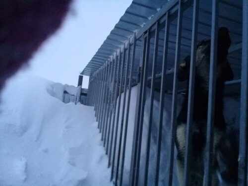 Сотня собак может погибнуть в Казани под завалами снега на фоне закона Путина