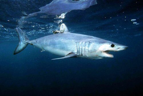 Ученые обнаружили каннибалов среди нерожденных акул