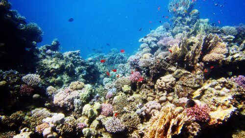 Ученые рассказывают о судьбе кораллов на Земле