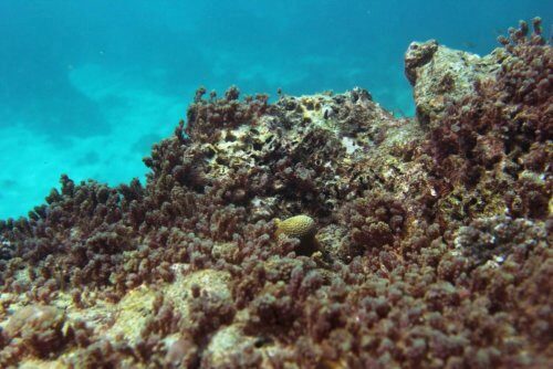 В Австралии обнаружили 195 видов глубоководных кораллов
