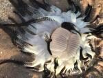 В Австралии обнаружили неизвестное морское «чудище» с гигантским ртом и десятками щупалец