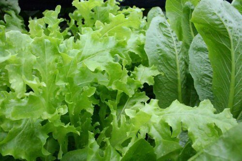 В зеленых листовых овощах нашли защиту от жирового гепатоза