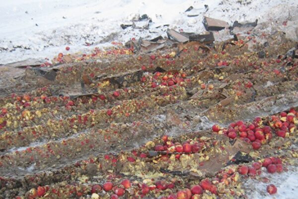 В Курганской области бульдозером закопали в снег больше тонны польских яблок