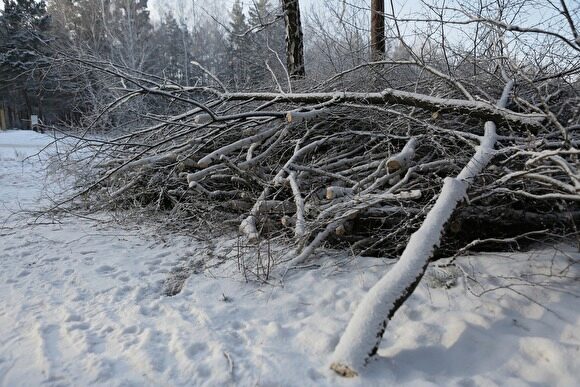 В скандальном лесу на северо-западе Челябинска вырубят 661 дерево