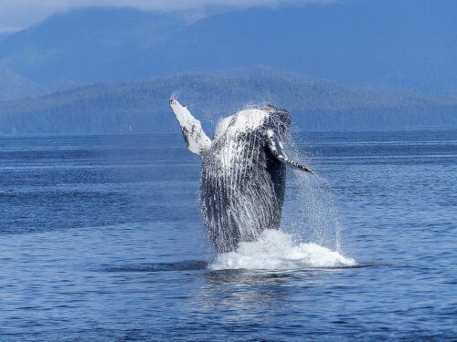 Япония может покинуть комиссию по китовому промыслу