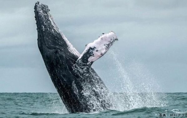 Япония официально объявила о выходе из комиссии по промыслу китов