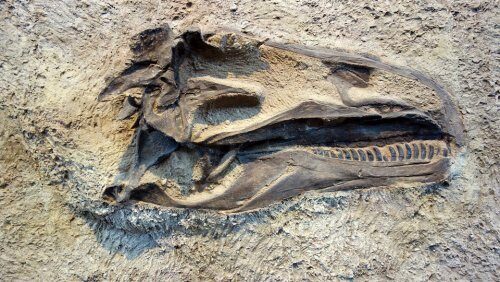 Археологами найден череп гигантского доисторического животного