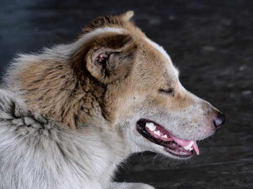 Благотворительная выставка по раздаче собак пройдет в Пскове