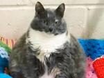 «Дурной характер»: От самой толстой кошки Великобритании отказался уже четвертый хозяин
