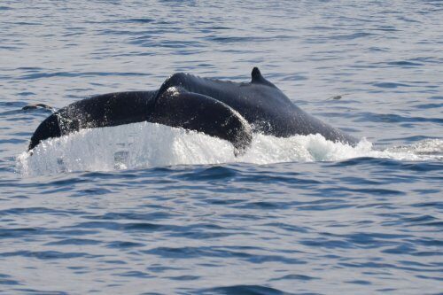 Экологи обнаружили детеныша исчезающего северного гладкого кита