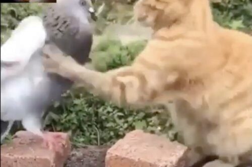 Интернет сообщество в восторге от дружеской драки кота и голубя