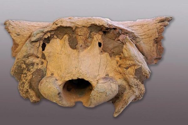 Останки древнего существа обнаружили на угольном разрезе в Кузбассе