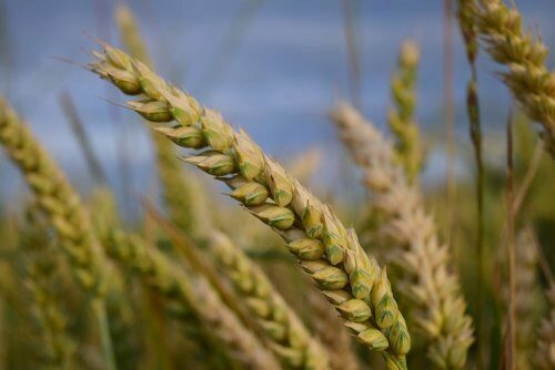 Сирия в январе купила 200 тыс. тонн российской пшеницы