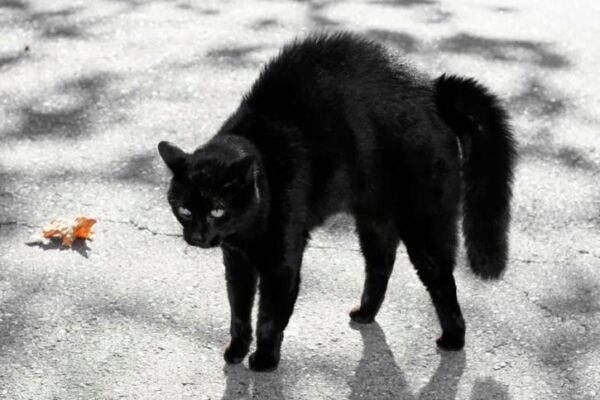 Страшные приметы про черных кошек: правда или суеверия, действительно ли встреча с черной кошкой является плохим знаком и предвещает беду