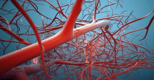 Ученые впервые вырастили кровеносные сосуды человека в лабораторных условиях