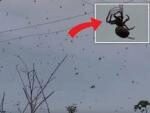 В Бразилии прошел дождь из пауков