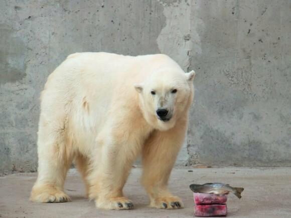 В Таллине усыпили белого медведя, подаренного Московским зоопарком