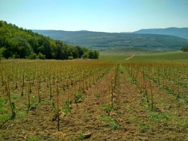 Винодельческая отрасль Севастополя наращивает объемы