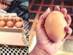 Австралийский фермер нашел под курицей огромное яйцо