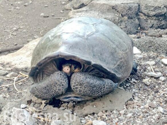 Гигантскую черепаху из вымершего вида нашли на Галапагосах (ФОТО)