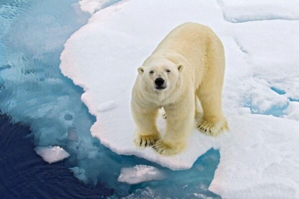 Из-за свалок в Архангельской области белые медведи стали угрожать детсадам