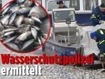 К берегам Германии прибило тысячи обезглавленных выпотрошенных рыб