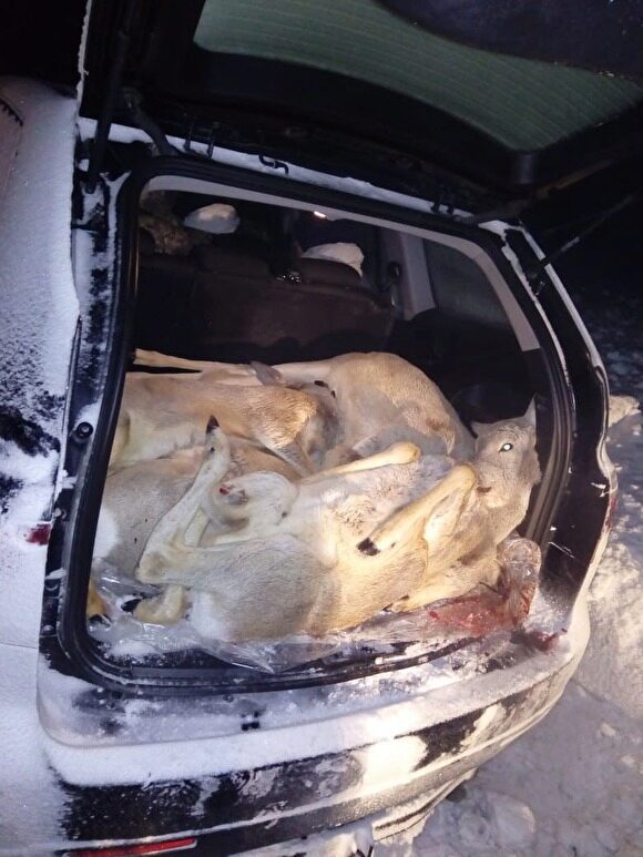 Курганская полиция задержала тюменского единоросса в машине с незаконно убитыми косулями