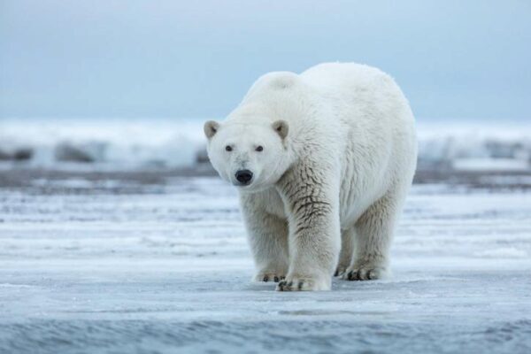 Причины массового нашествия белых медведей на Новой Земле назвал эксперт WWF
