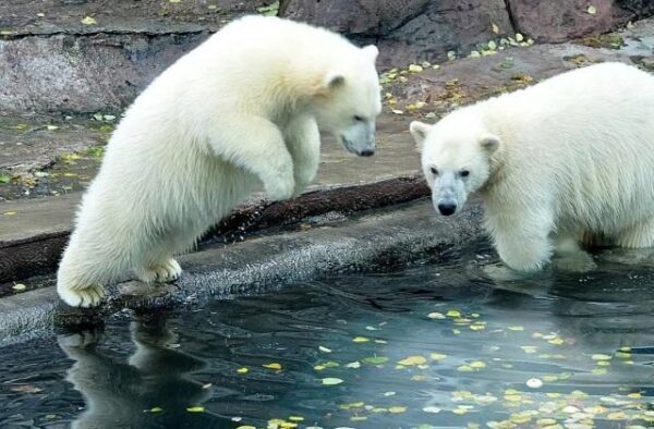 Режим ЧС на архипелаге Новая Земля введен из-за нашествия белых медведей