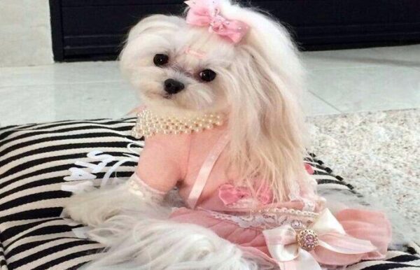 „Сладкая собачья жизнь“: фотографии уморительных щенков из соцсети Инстаграм