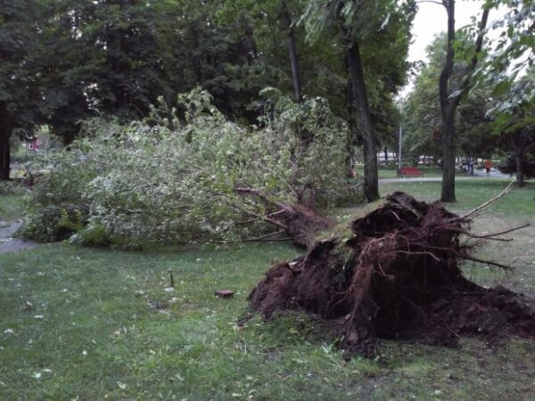 У Москве семь деревьев упали из-за сильного ветра. Повреждены две машины