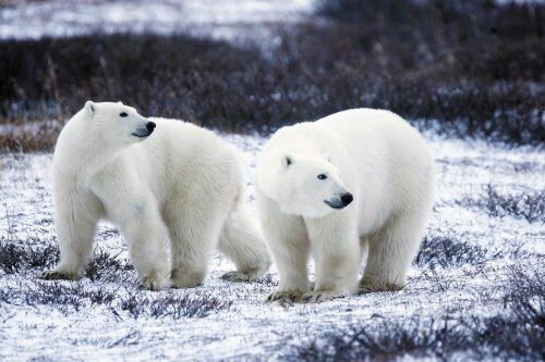Ученые готовят экспедицию для исследования популяции белых медведей на севере Якутии