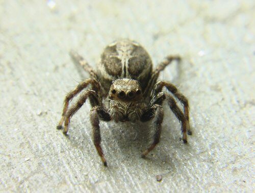 Ученые обнаружили древних пауков со светящимися глазами