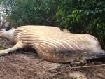 Ученые озадачены: посреди леса в Бразилии нашли мертвого кита