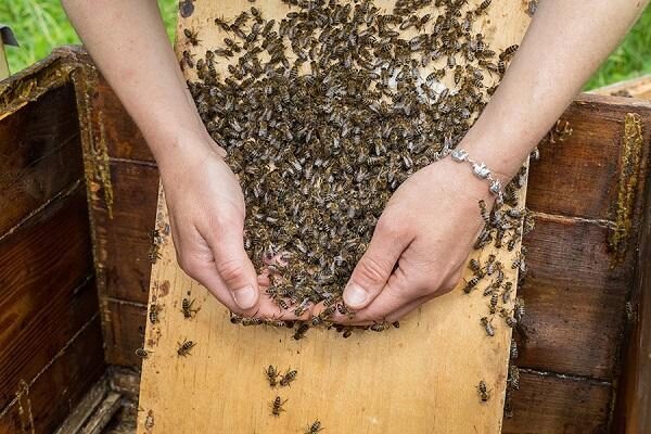 Украинский пасечник кормил пчел наркотиками ради хорошего меда