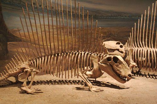 В Аргентине найдены останки зауропода